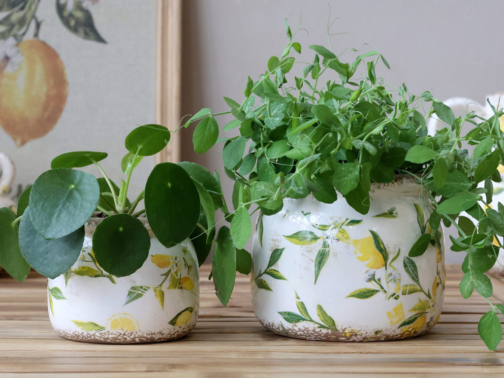 Potte med sitronmønster - to varianter